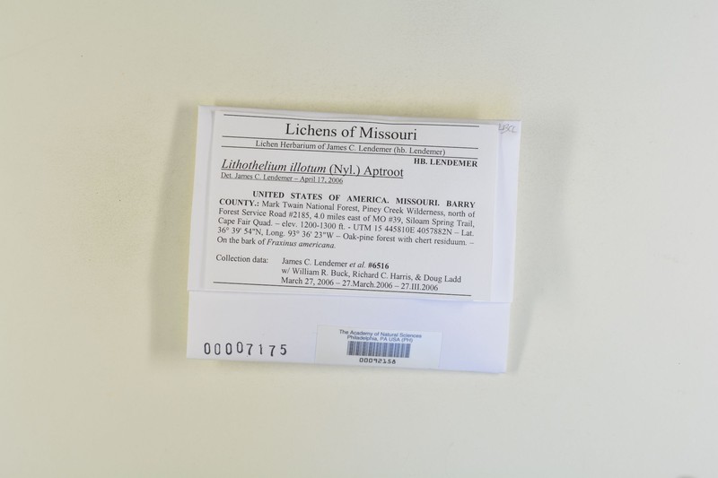 Lithothelium illotum