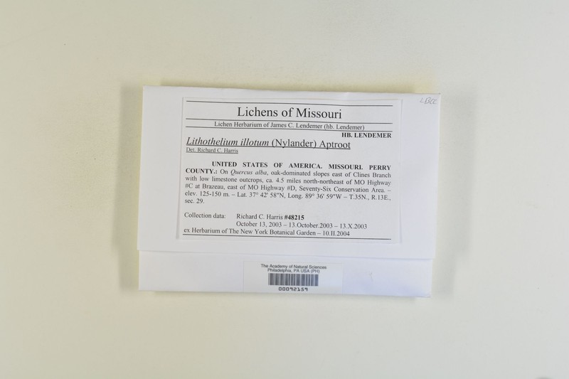 Lithothelium illotum photo 2