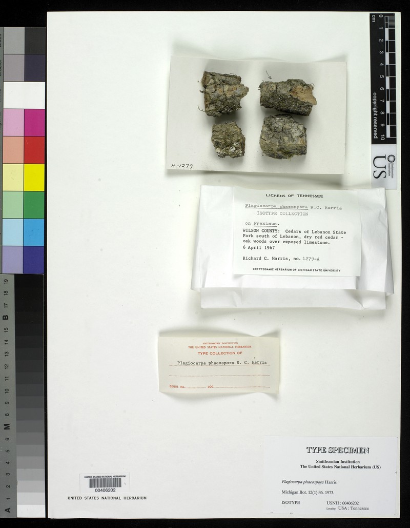 Lithothelium phaeosporum photo 2