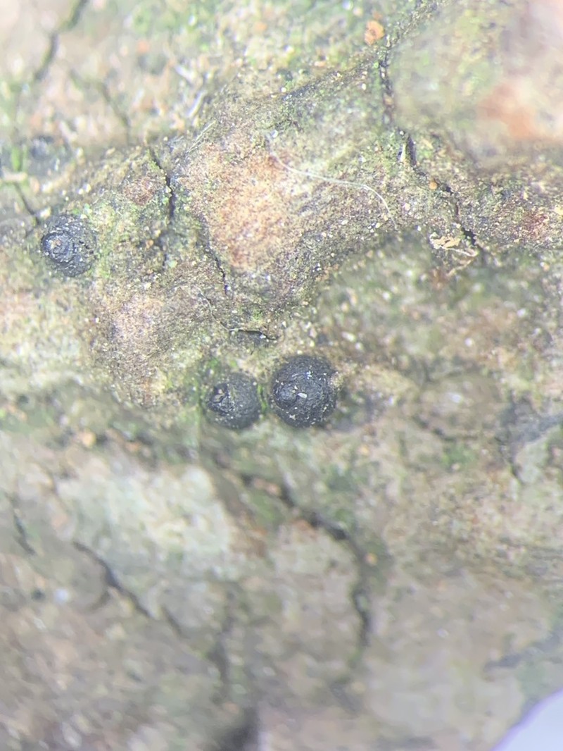 Lithothelium septemseptatum