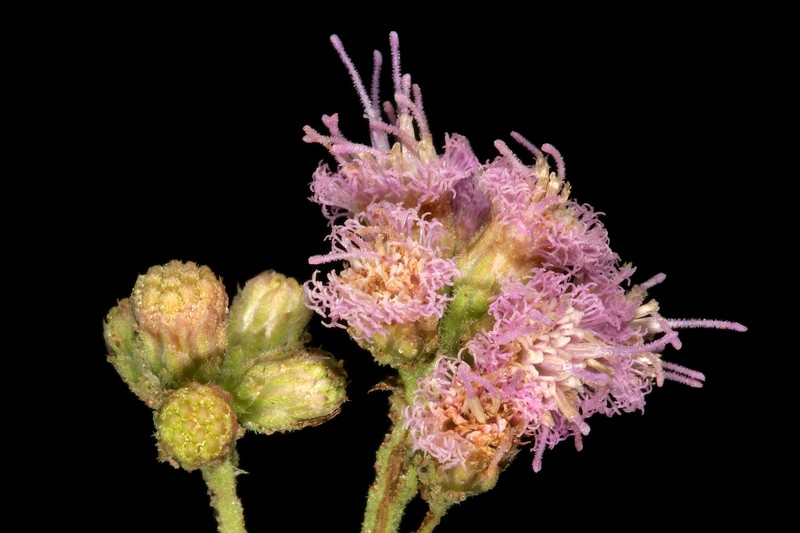 Litogyne gariepina