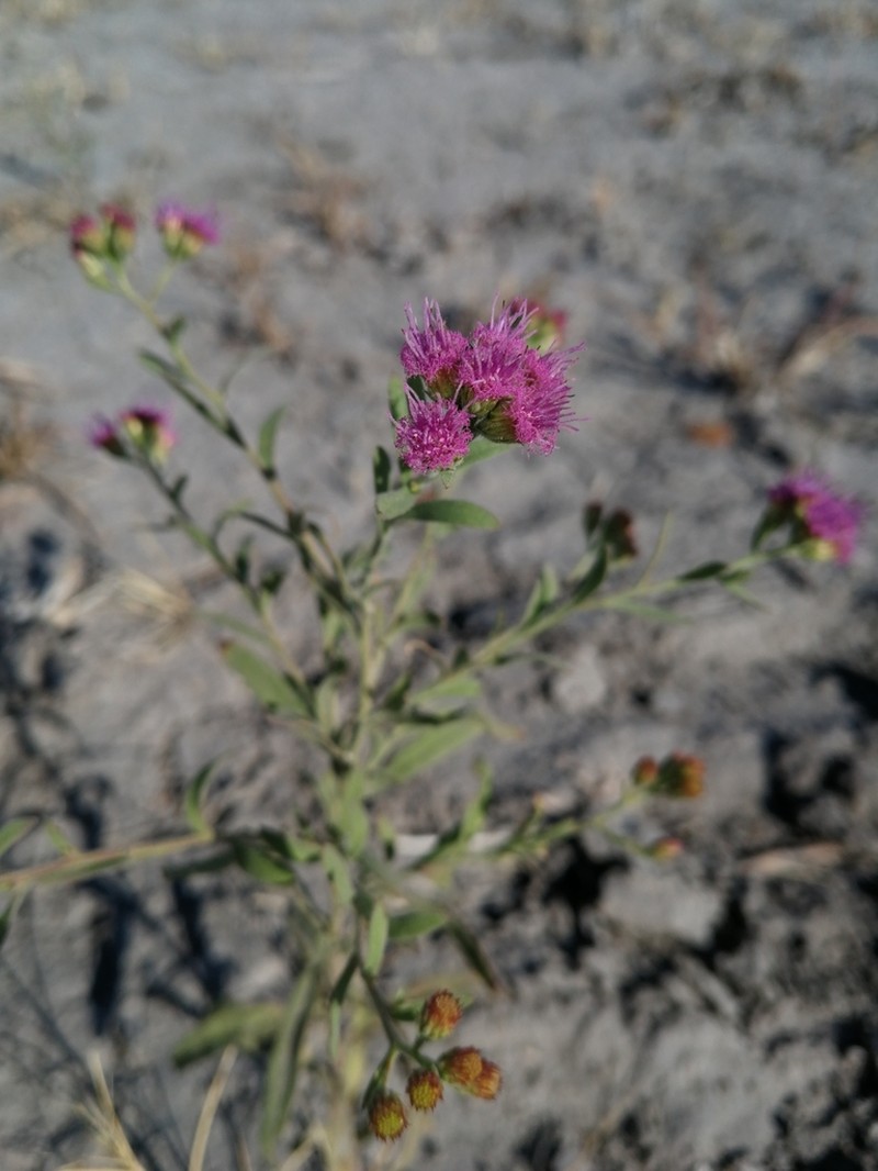 Litogyne gariepina photo 2