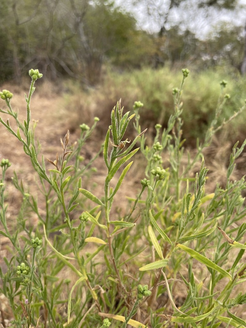 Litogyne gariepina photo 3