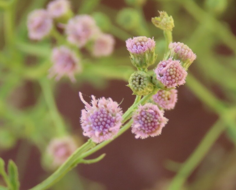 Litogyne gariepina photo 4