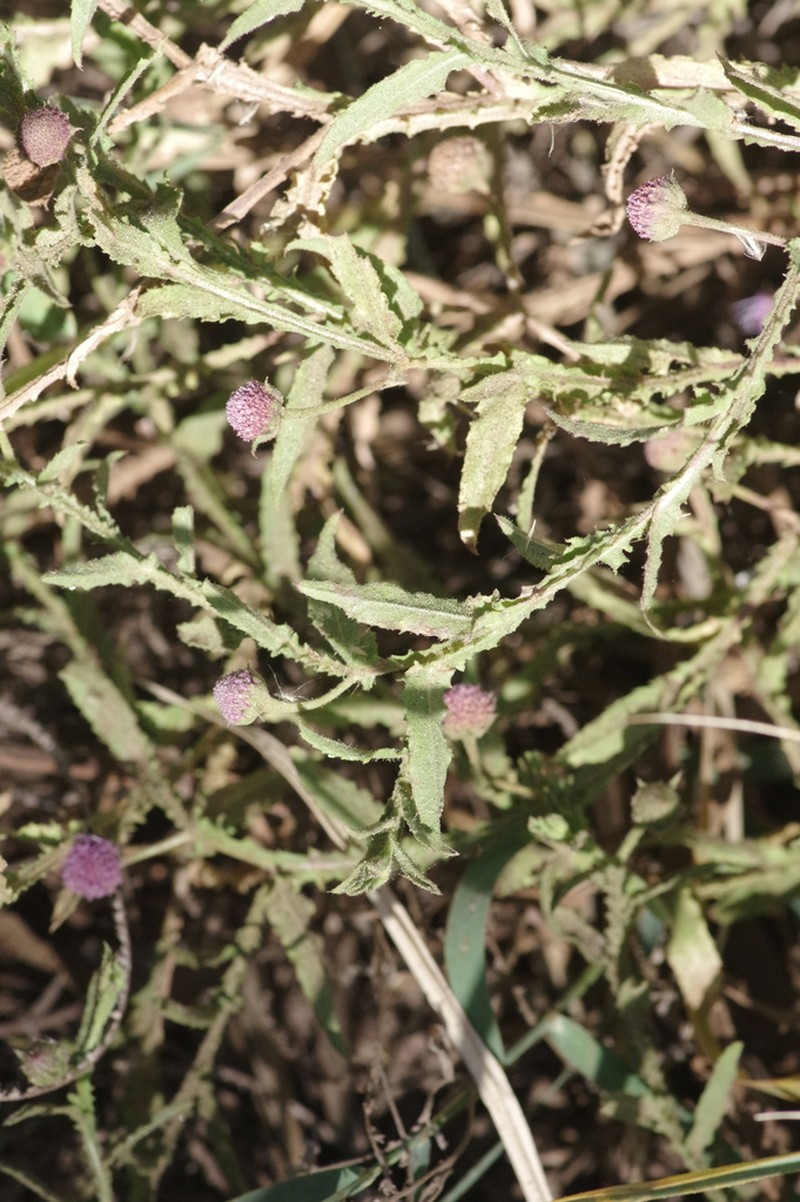 Litogyne gariepina photo 5