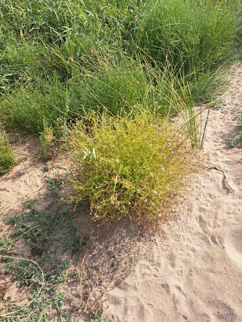Litogyne gariepina photo 6