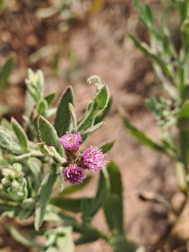 Litogyne gariepina photo 7