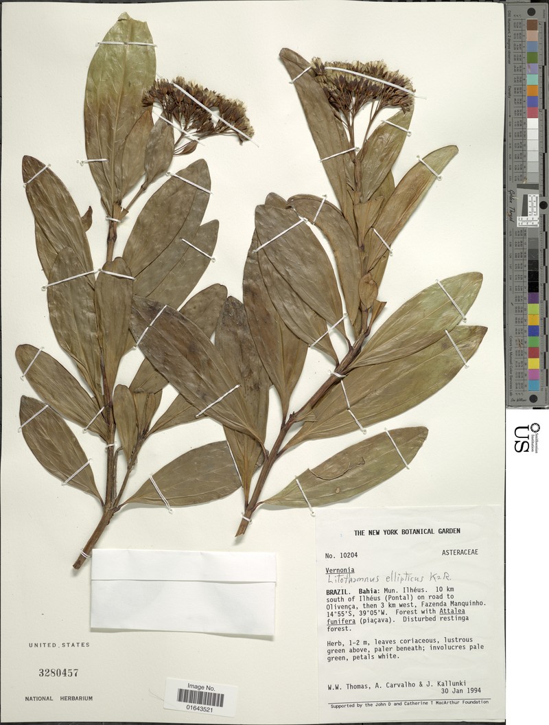 Litothamnus ellipticus