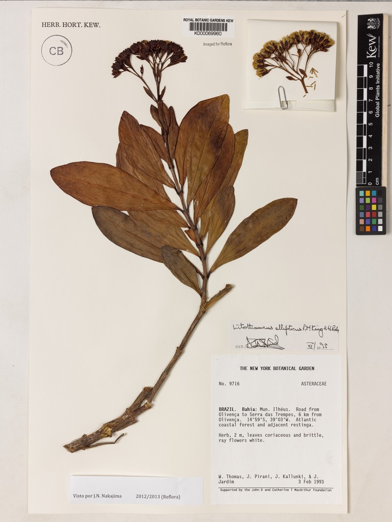 Litothamnus ellipticus photo 2