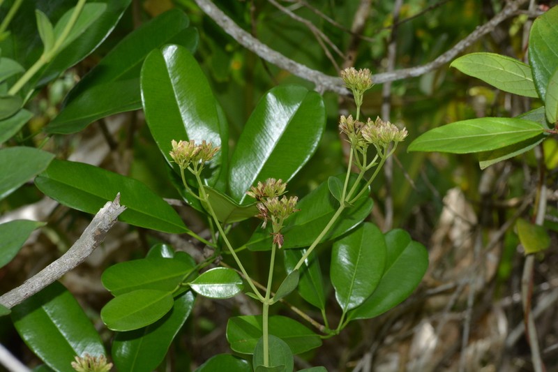 Litothamnus nitidus photo 2