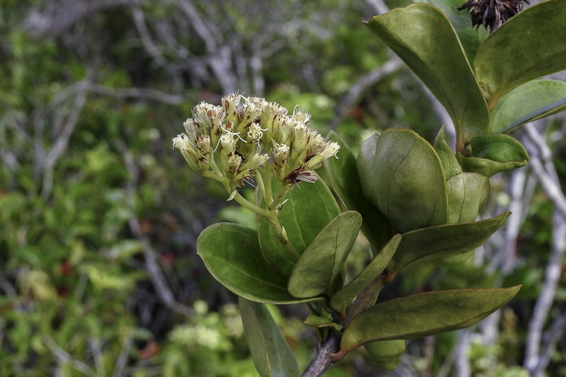 Litothamnus nitidus photo 3