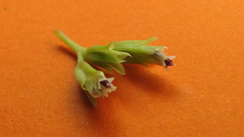 Litothamnus nitidus