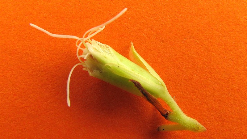 Litothamnus nitidus photo 4