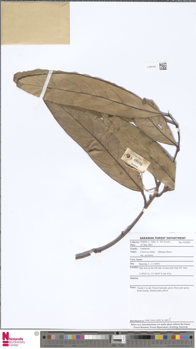 Litsea accedens var. accedens