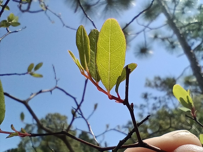 Pondspice photo 2