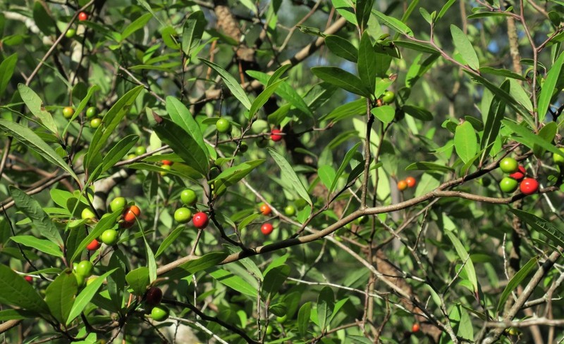 Pondspice photo 4