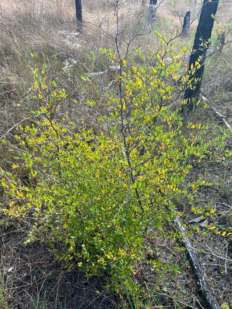 Pondspice photo 5