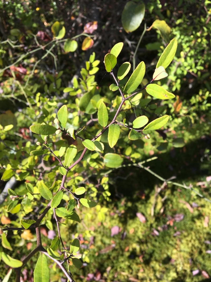 Pondspice photo 6