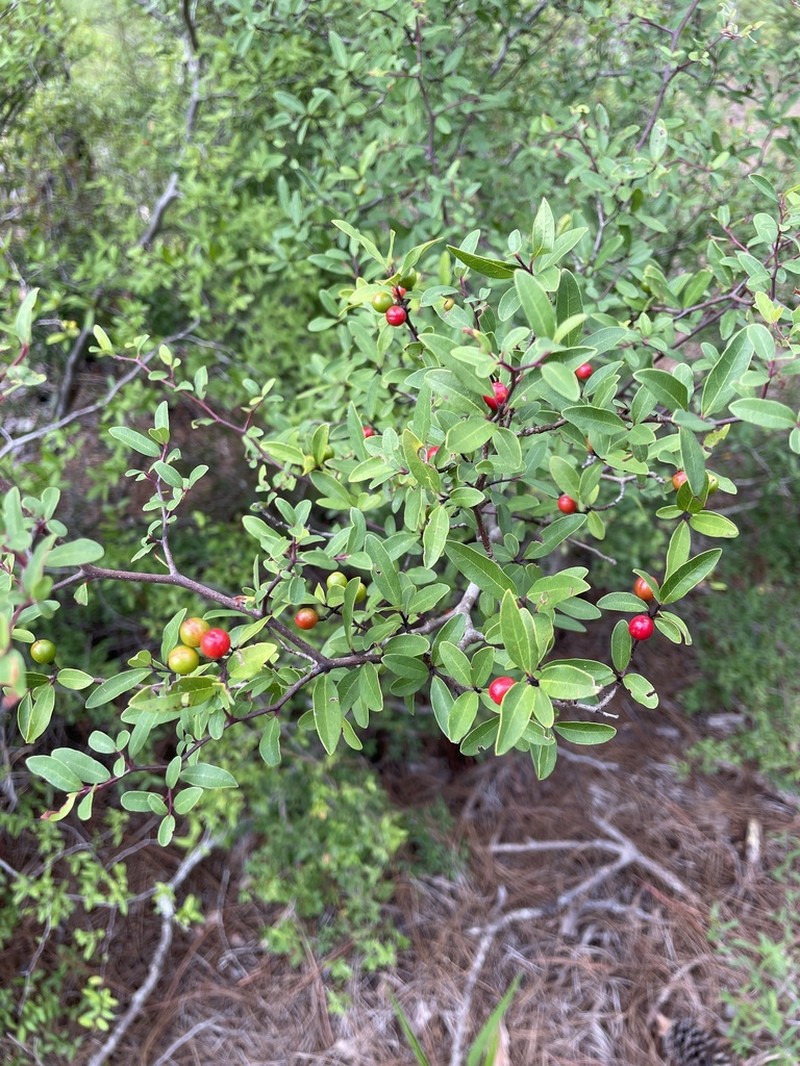 Pondspice photo 7