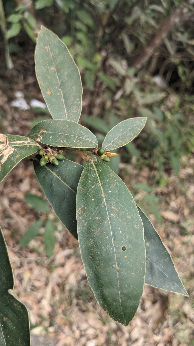Litsea akoensis var. sasakii