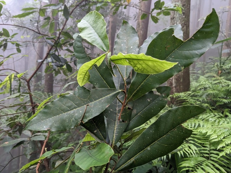 Litsea akoensis var. sasakii photo 2