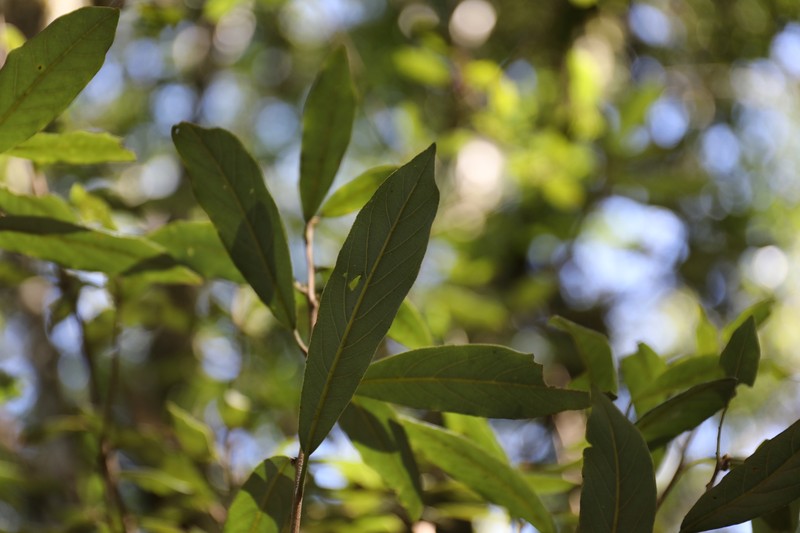 Litsea akoensis var. sasakii photo 3