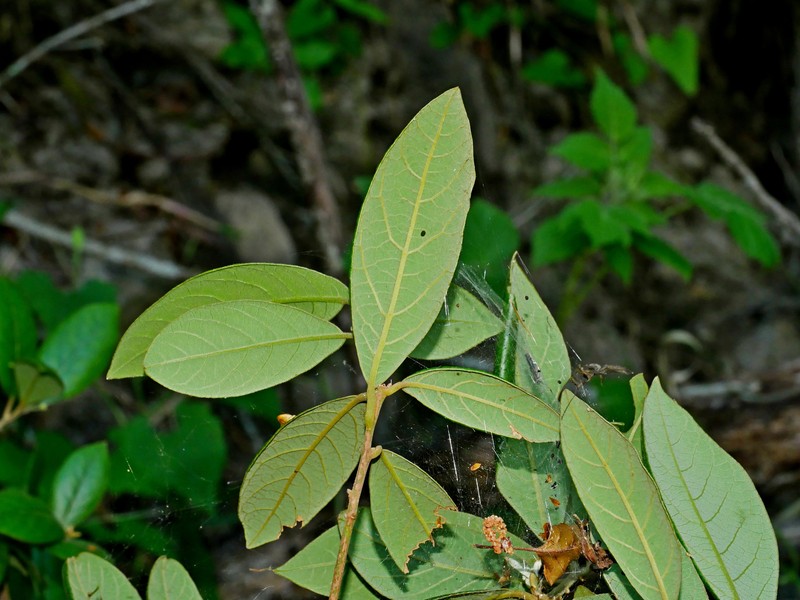 Litsea akoensis var. sasakii photo 4