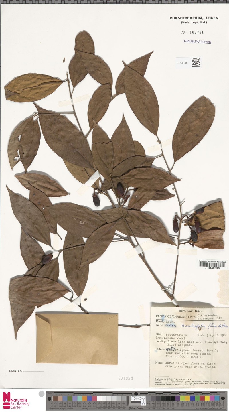 Litsea cambodiana var. acutifolia