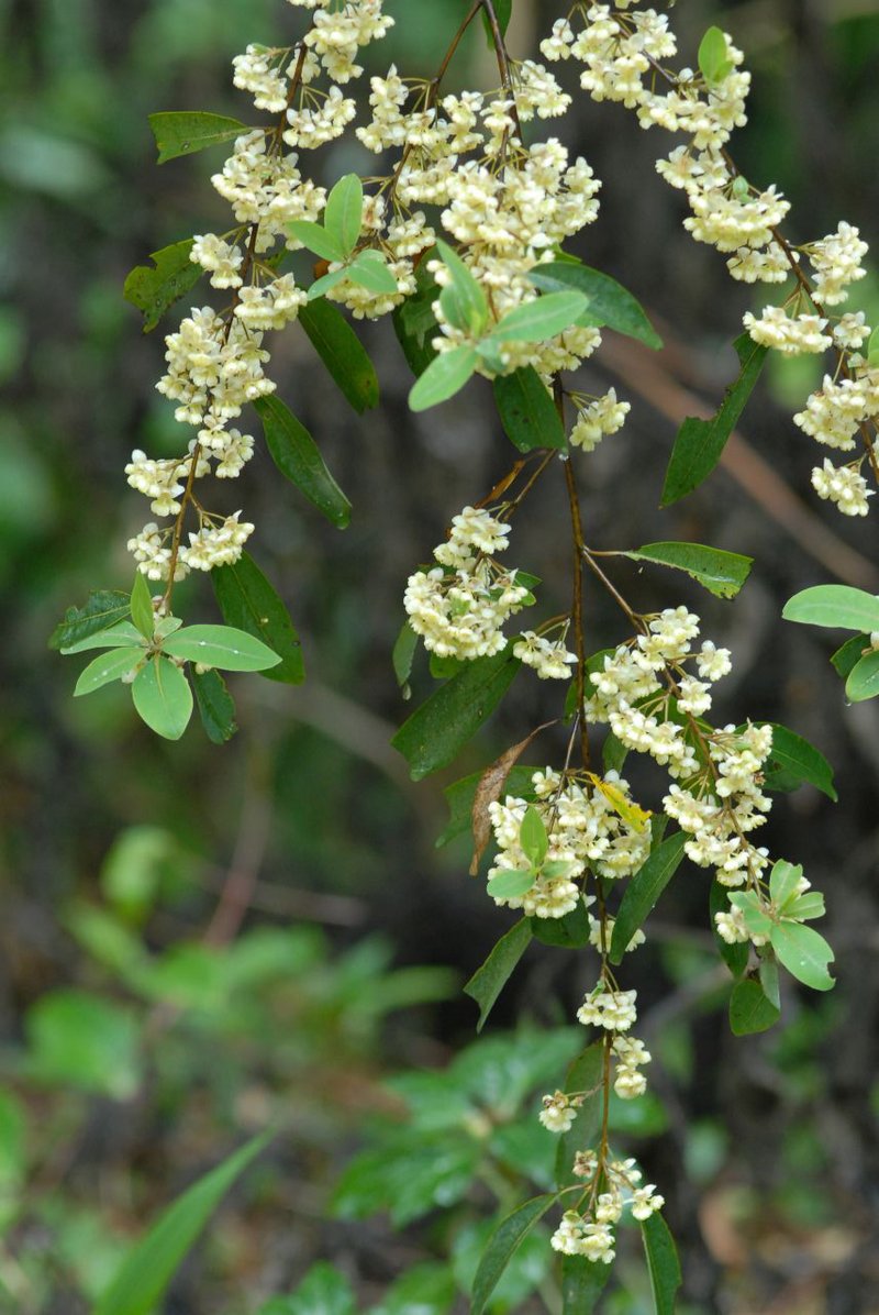 Litsea