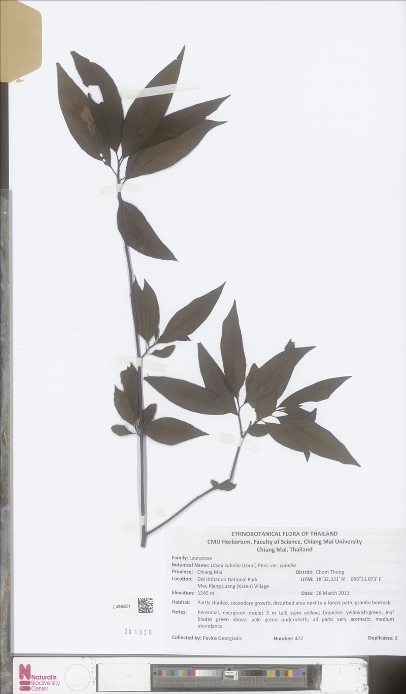 Litsea cubeba var. cubeba
