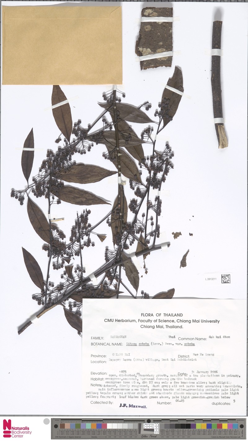 Litsea cubeba var. cubeba photo 2