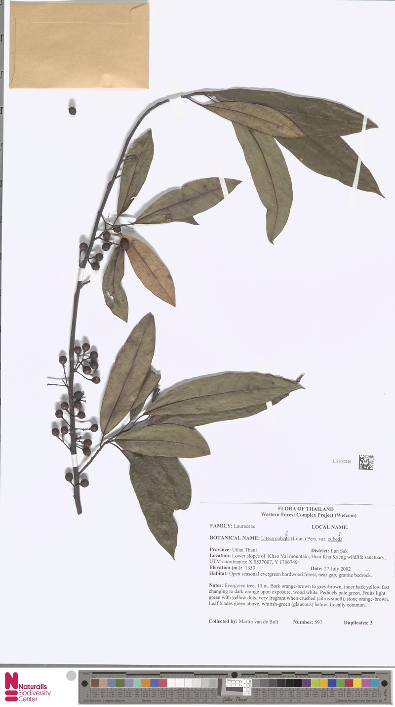 Litsea cubeba var. cubeba photo 3