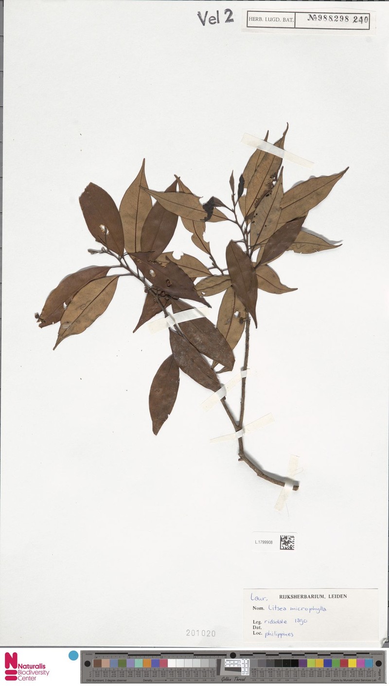 Litsea elmeriana