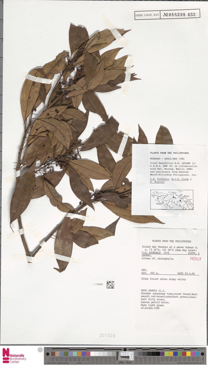 Litsea elmeriana photo 2