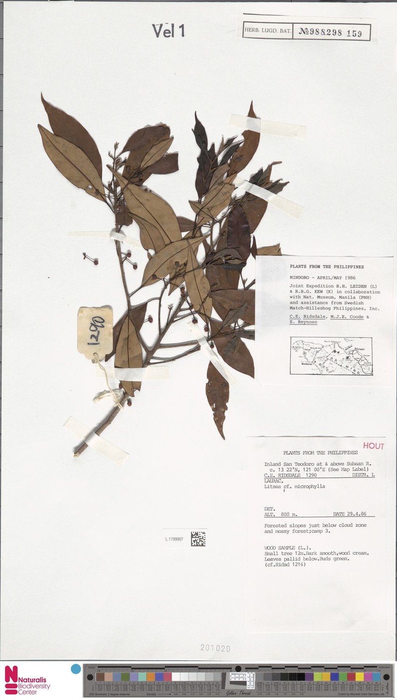 Litsea elmeriana photo 3