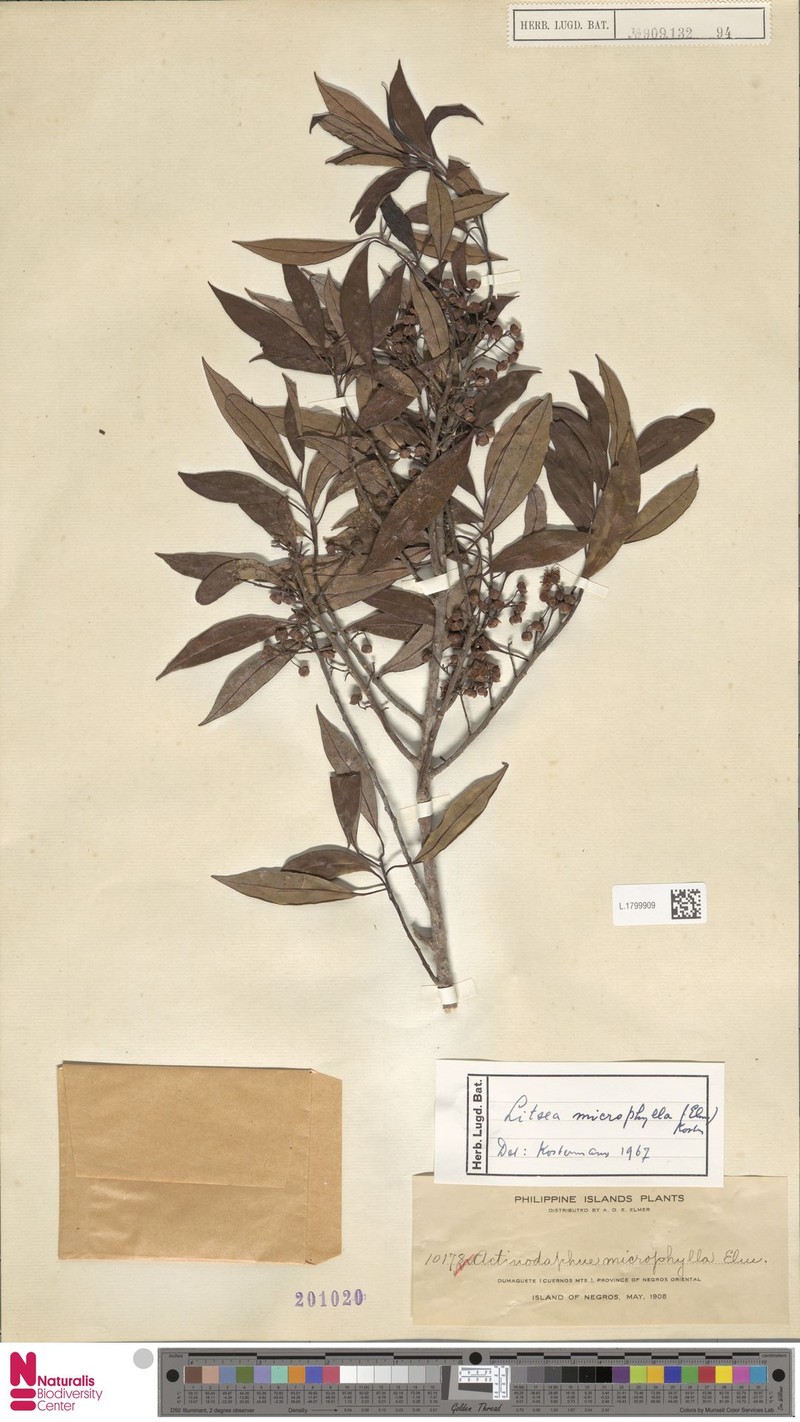 Litsea elmeriana photo 4