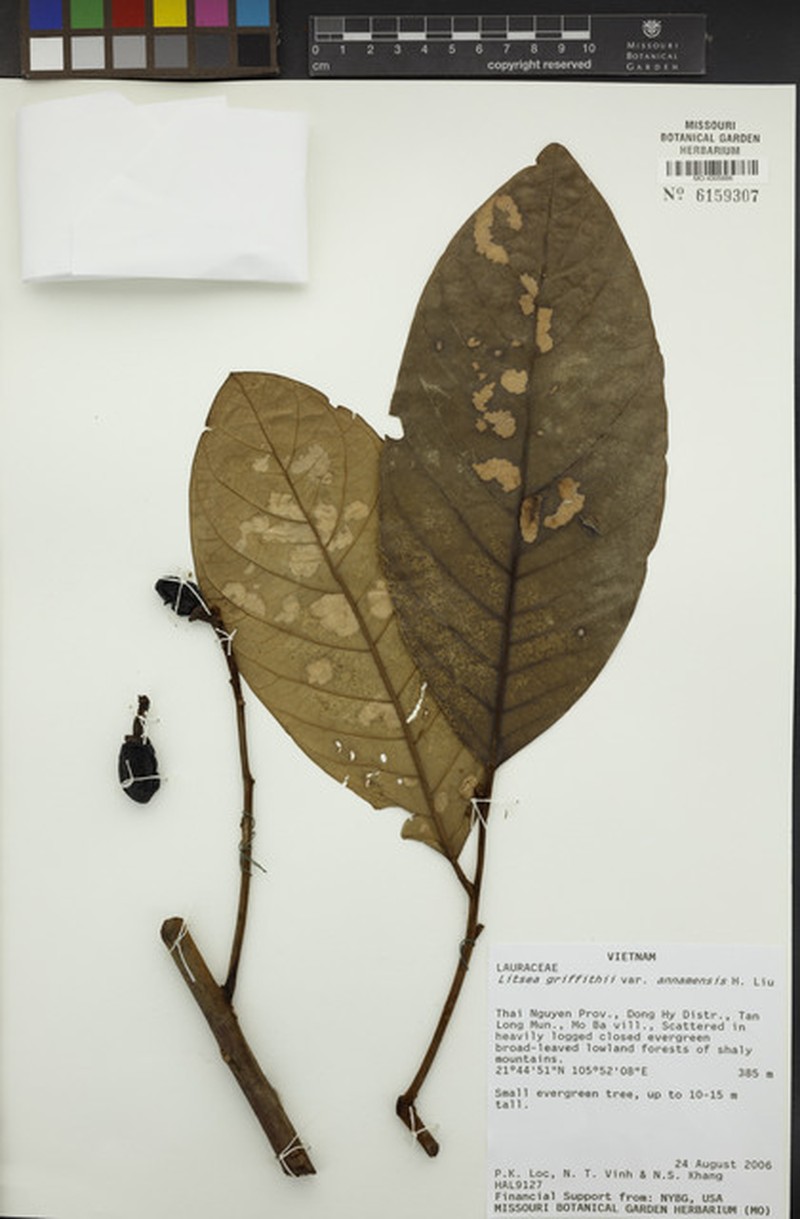 Litsea ferruginea var. annamensis