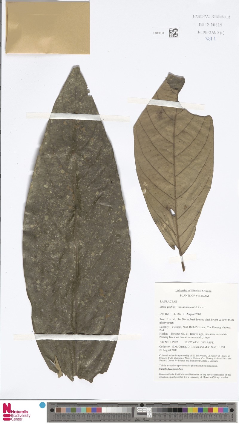 Litsea ferruginea var. annamensis photo 2