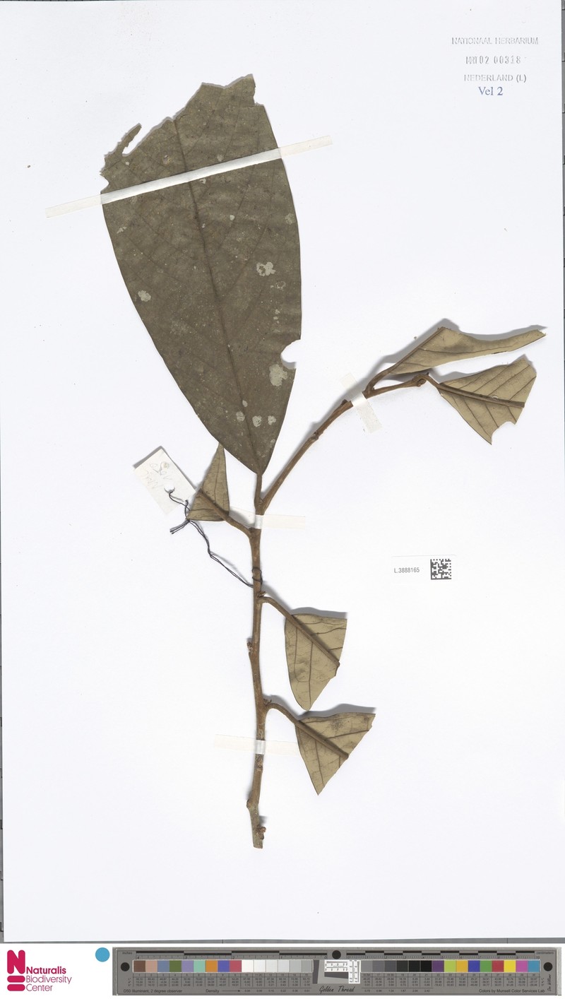 Litsea ferruginea var. annamensis photo 3