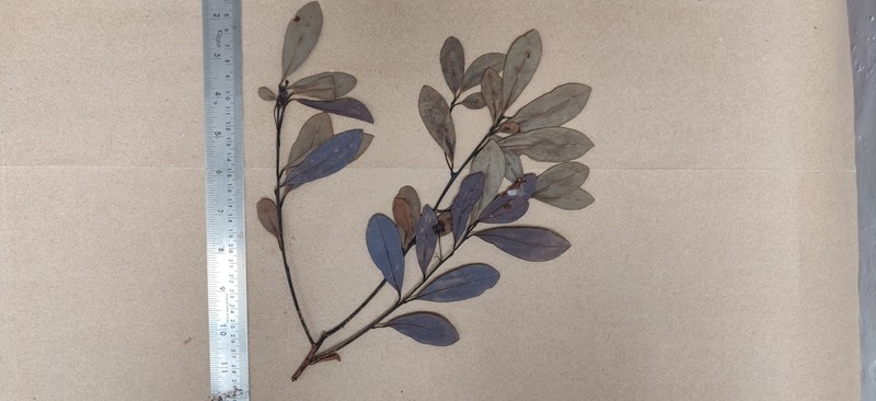 Litsea kakkachensis photo 2