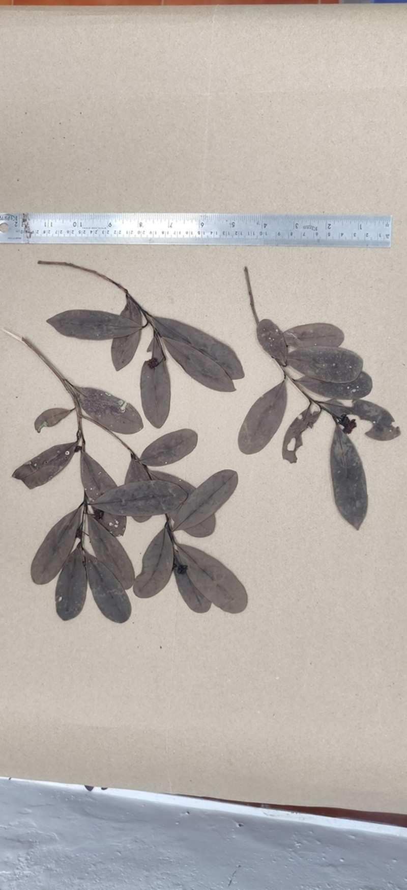 Litsea kakkachensis photo 3