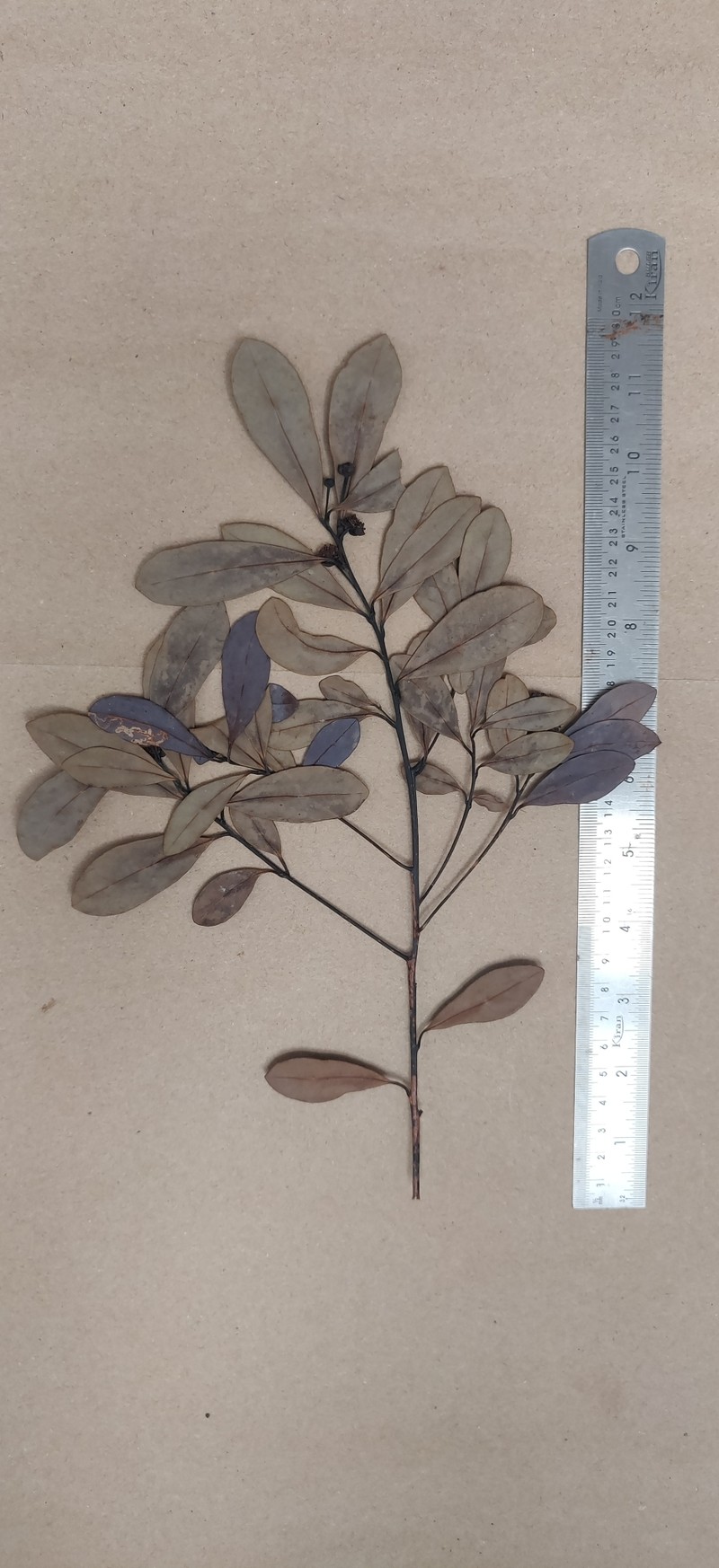 Litsea kakkachensis photo 4