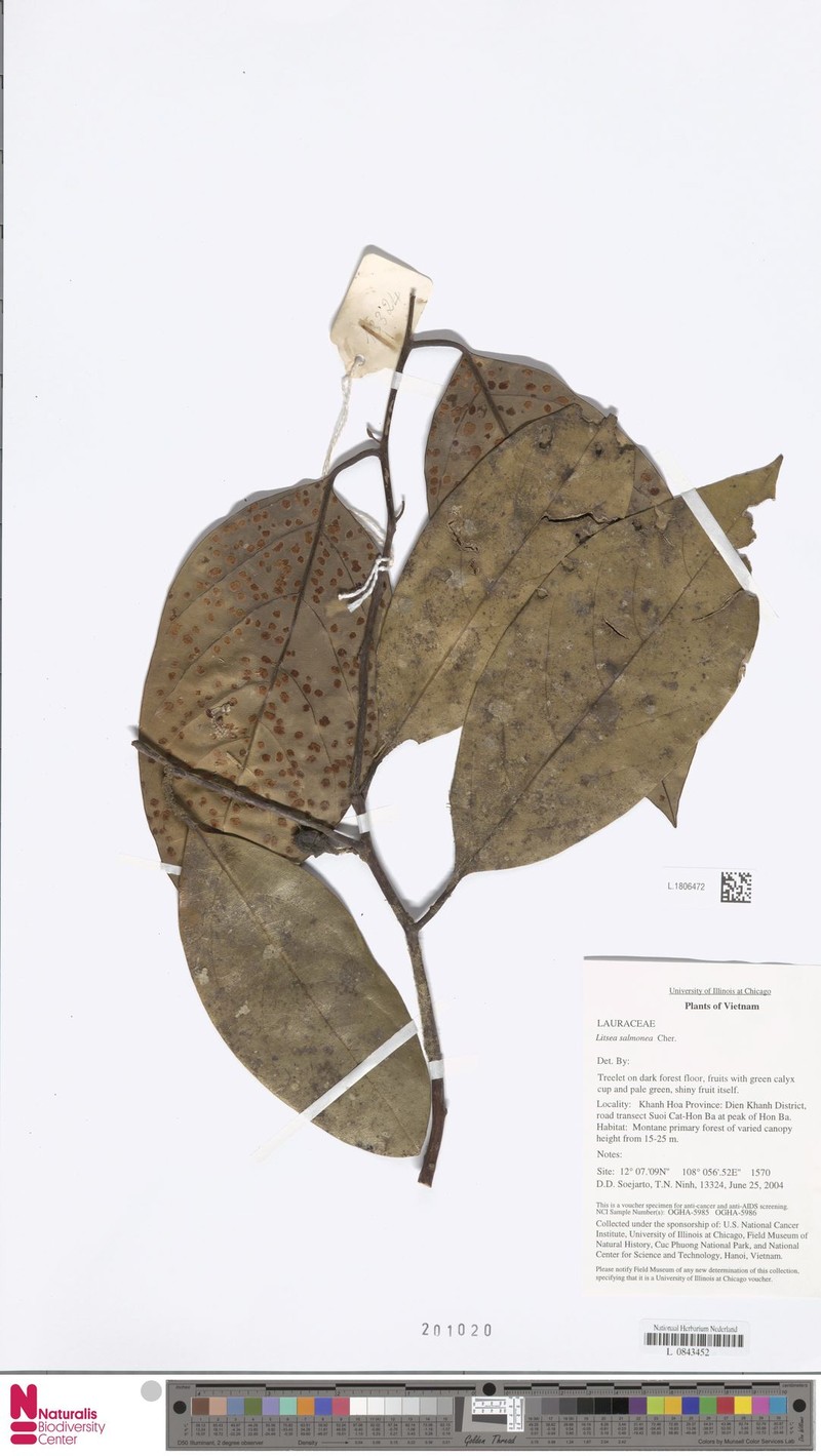 Litsea salmonea