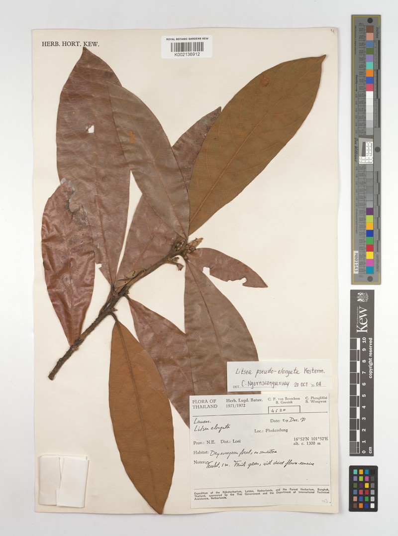 Litsea siamensis