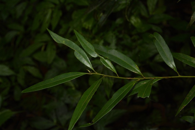 Litsea udayanii