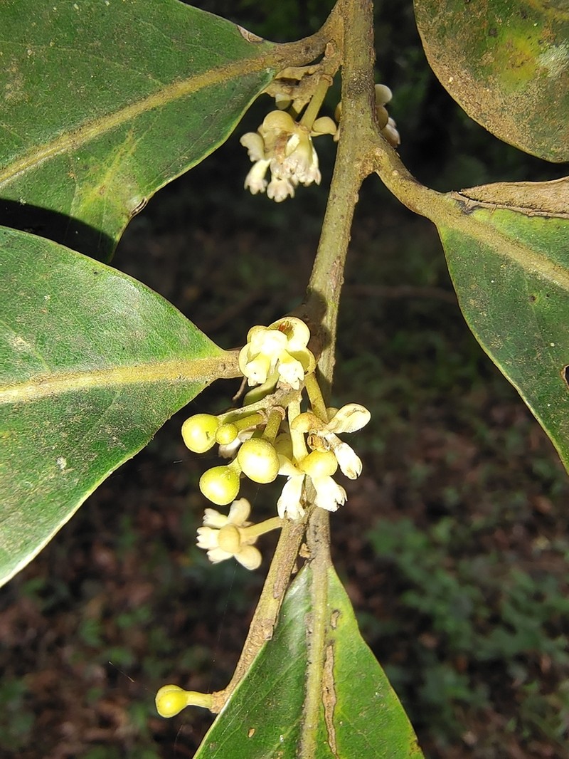 Litsea udayanii photo 2