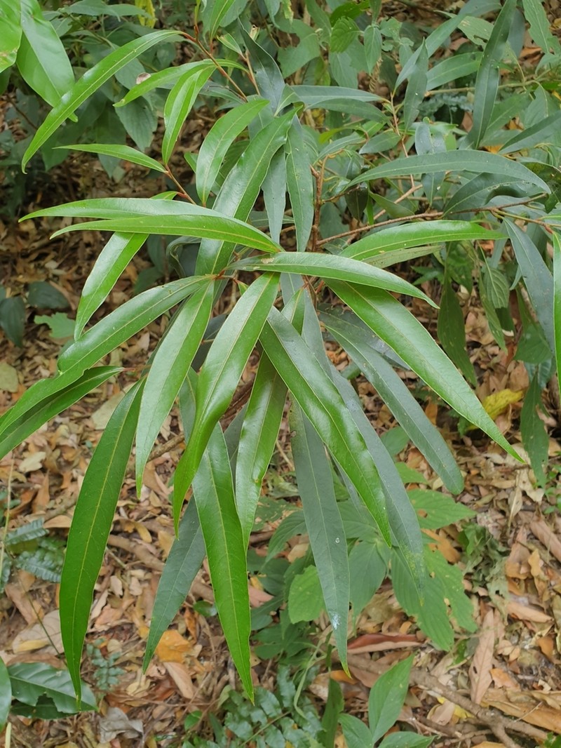 Litsea udayanii photo 3