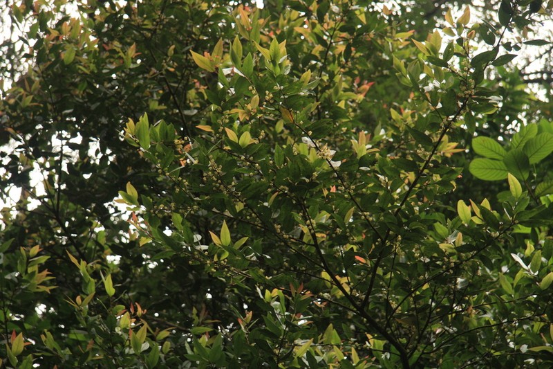 Litsea udayanii photo 4