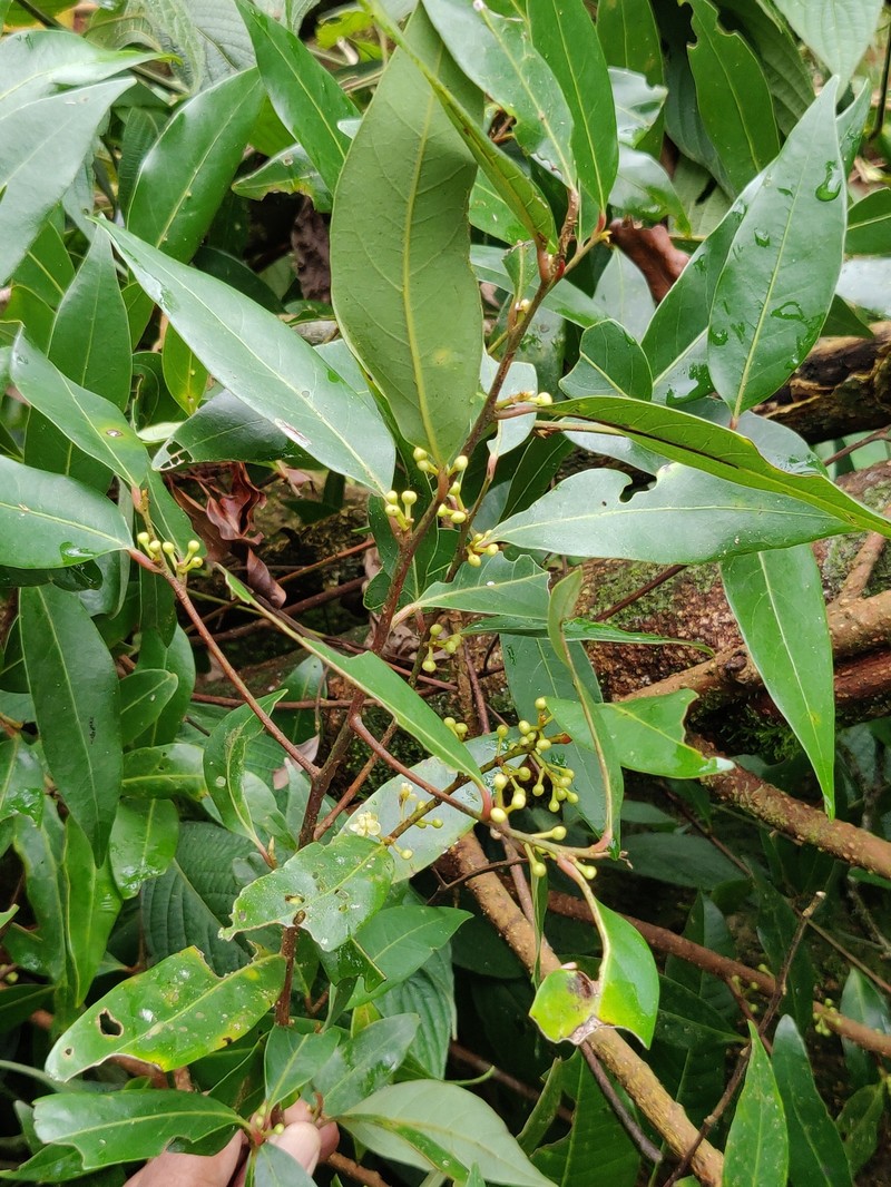 Litsea udayanii photo 7