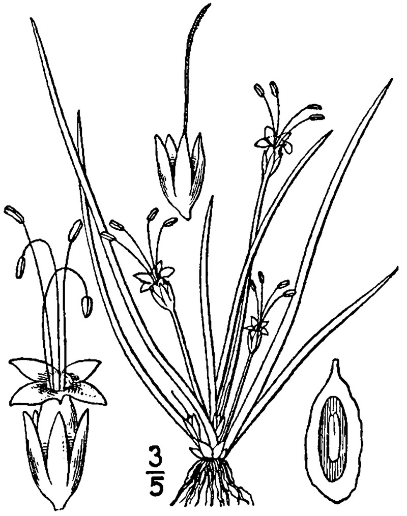Littorella americana